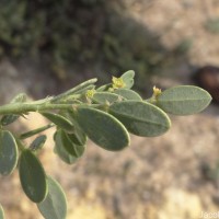 Synostemon bacciformis (L.) G.L.Webster